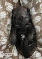 Gray Boy, a male German Shepherd Dog for sale in Waxahachie, TX – Photo 3 of 8