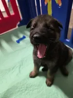 Gray Boy, a male German Shepherd Dog for sale in Waxahachie, TX – Photo 5 of 8