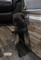 Gray Boy, a male German Shepherd Dog for sale in Waxahachie, TX – Photo 2 of 8