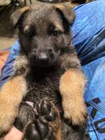 Gray Boy, a male German Shepherd Dog for sale in Waxahachie, TX – Photo 1 of 8