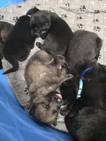 Black Collar Boy, a male German Shepherd Dog for sale in Waxahachie, TX – Photo 4 of 8