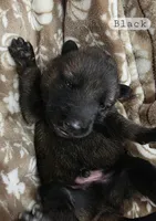 Black Collar Boy, a male German Shepherd Dog for sale in Waxahachie, TX – Photo 3 of 8