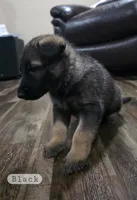 Black Collar Boy, a male German Shepherd Dog for sale in Waxahachie, TX – Photo 2 of 8