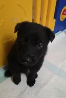 White Collar Boy, a male German Shepherd Dog for sale in Waxahachie, TX – Photo 1 of 8