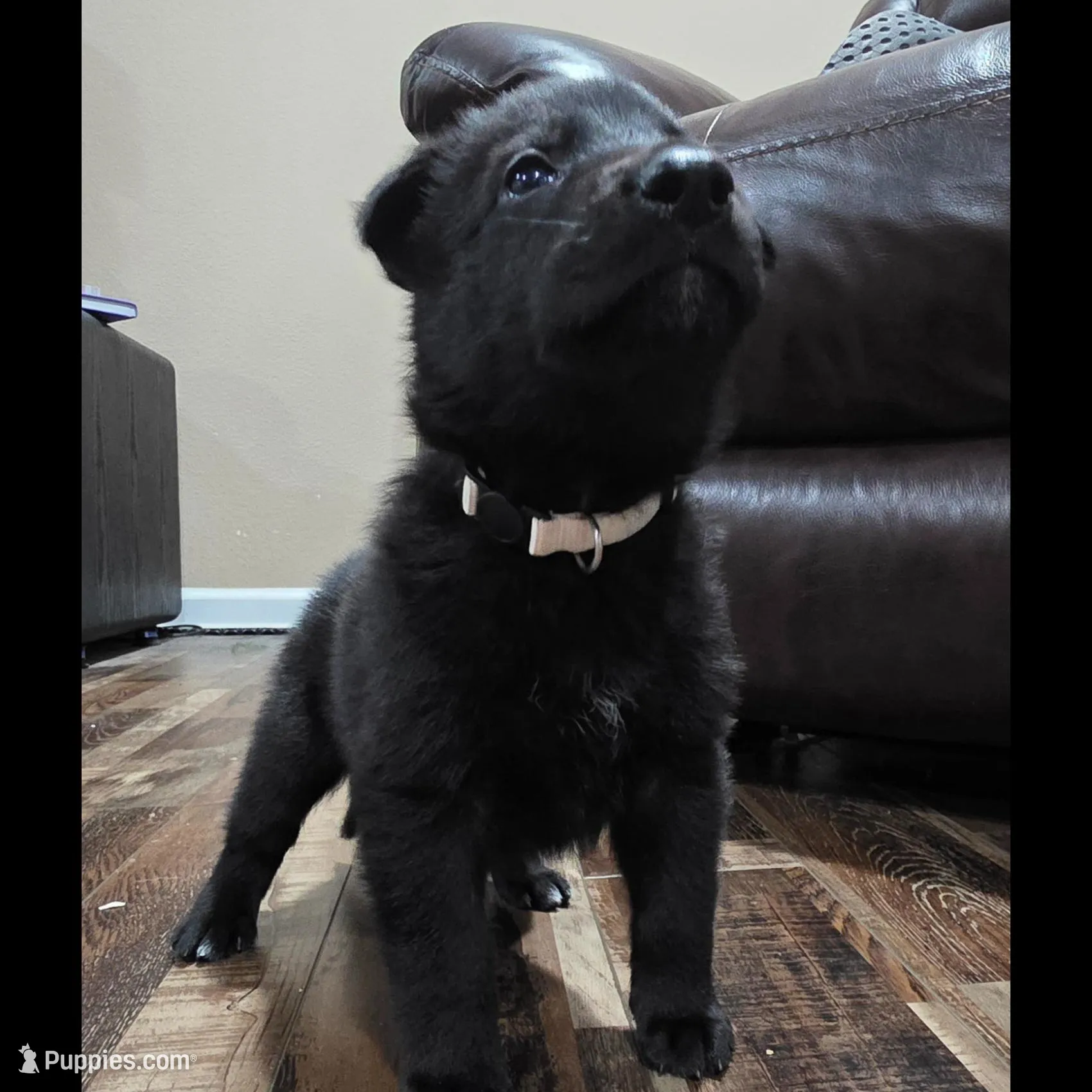 White Collar Boy, a male German Shepherd Dog for sale in Waxahachie, TX – Photo 2 of 8