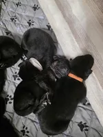 Orange Boy, a male German Shepherd Dog for sale in Waxahachie, TX – Photo 5 of 9