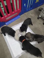 Orange Boy, a male German Shepherd Dog for sale in Waxahachie, TX – Photo 3 of 9