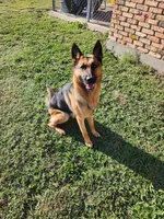 Orange Boy, a male German Shepherd Dog for sale in Waxahachie, TX – Photo 9 of 9