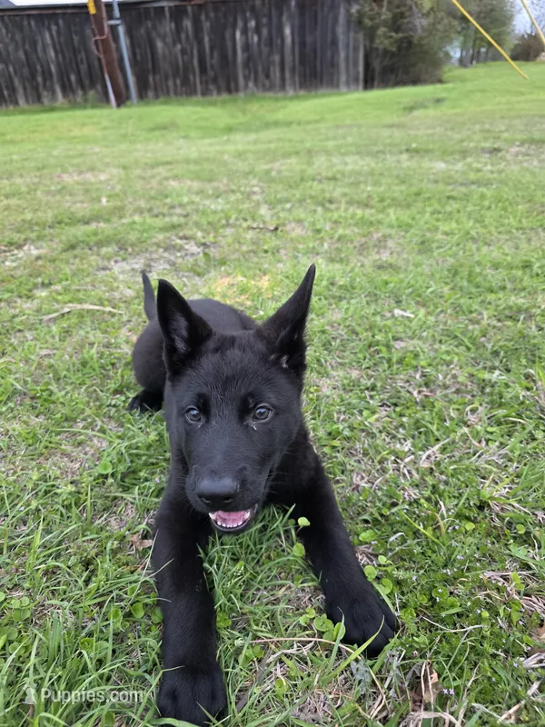 Dark Green Collar Boy, a male German Shepherd Dog for sale in Waxahachie, TX – Photo 1 of 9