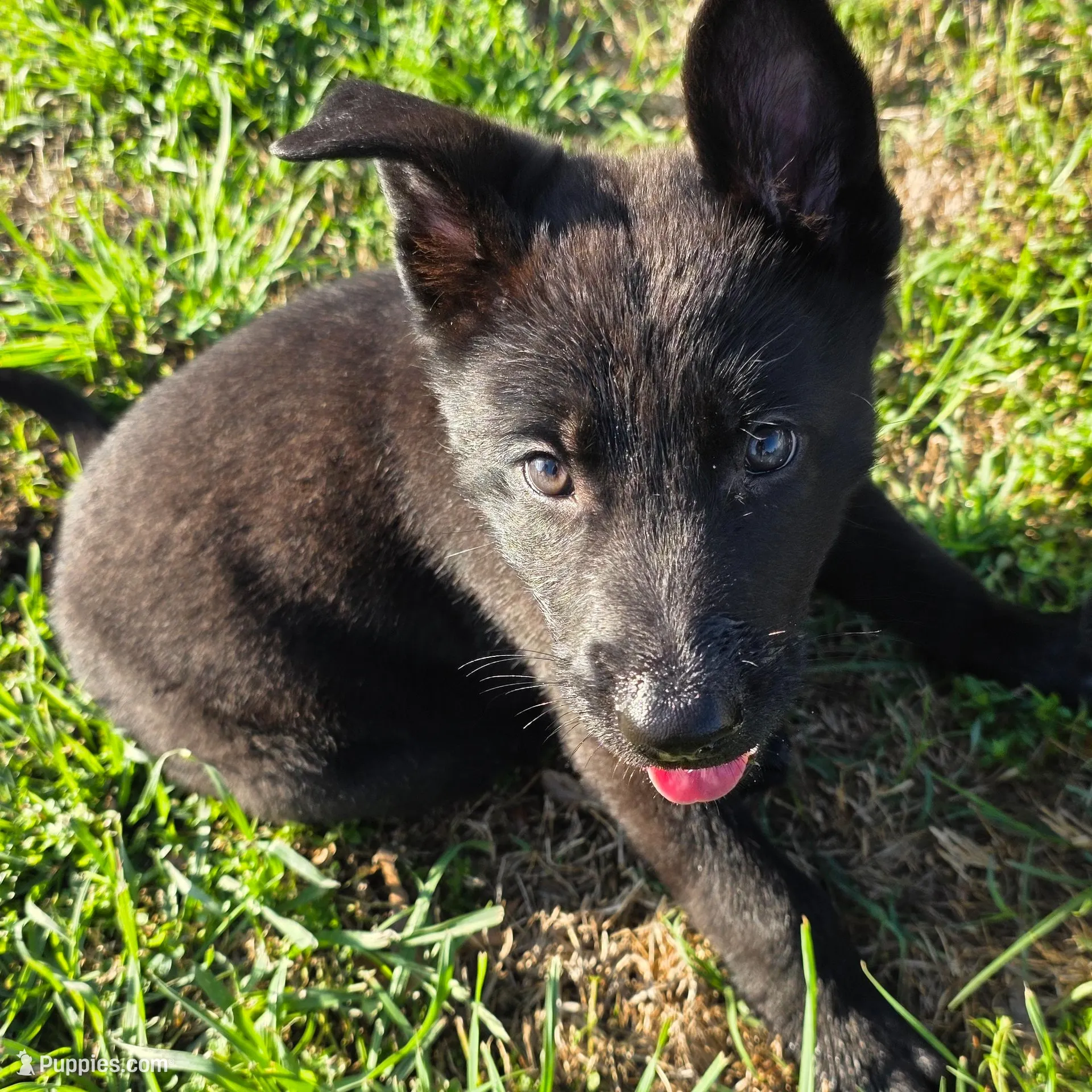Dark Green Collar Boy, a male German Shepherd Dog for sale in Waxahachie, TX – Photo 4 of 9