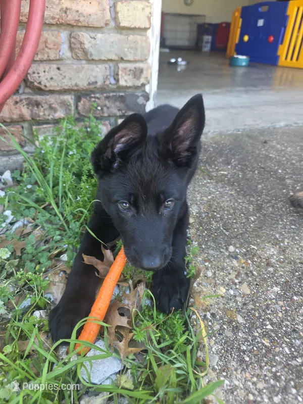 Dark Green Collar Boy – German Shepherd Dog puppy for sale in Waxahachie, TX