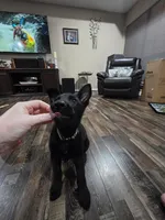 Dark Green Collar Boy, a male German Shepherd Dog for sale in Waxahachie, TX – Photo 5 of 9