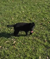 Dark Green Collar Boy, a male German Shepherd Dog for sale in Waxahachie, TX – Photo 6 of 9