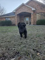 Dark Green Collar Boy, a male German Shepherd Dog for sale in Waxahachie, TX – Photo 7 of 9