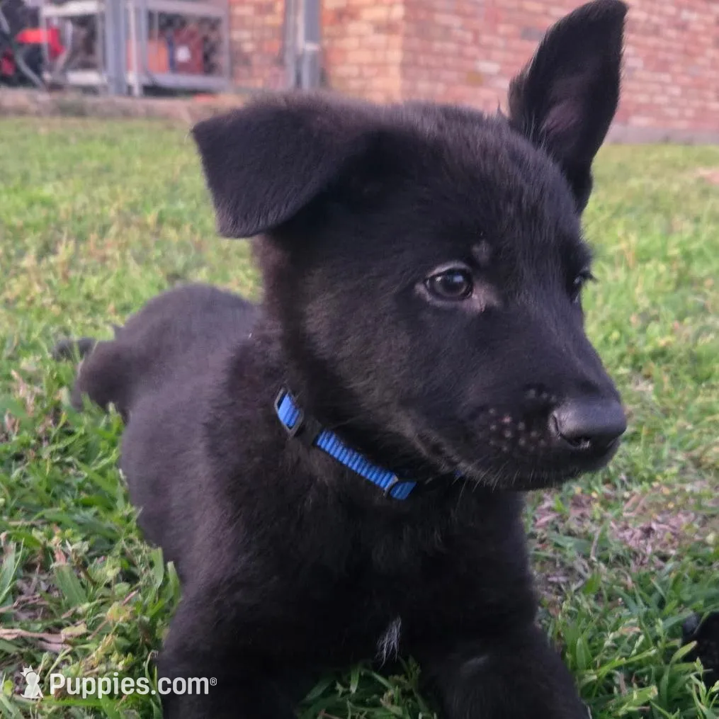 Dark Green Collar Boy, a male German Shepherd Dog for sale in Waxahachie, TX – Photo 9 of 9