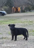 Dark Green Collar Boy, a male German Shepherd Dog for sale in Waxahachie, TX – Photo 8 of 9