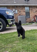 Dark Green Collar Boy, a male German Shepherd Dog for sale in Waxahachie, TX – Photo 2 of 9