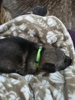 Green Boy, a male German Shepherd Dog for sale in Waxahachie, TX – Photo 3 of 9