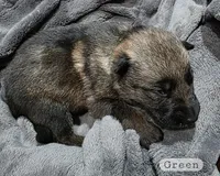 Green Boy, a male German Shepherd Dog for sale in Waxahachie, TX – Photo 4 of 9