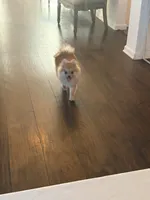 Coby , a male Pomeranian for sale in San Fernando, CA – 4 of 10