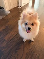 Coby , a male Pomeranian for sale in San Fernando, CA – 8 of 10