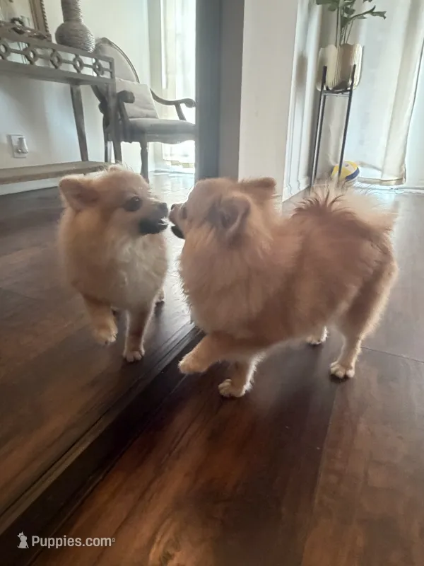 Coby  – Pomeranian puppy for sale in San Fernando, CA
