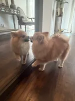 Coby , a male Pomeranian for sale in San Fernando, CA – 3 of 10