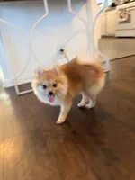 Coby , a male Pomeranian for sale in San Fernando, CA – 9 of 10