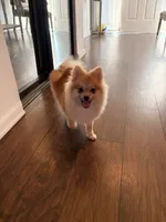 Coby , a male Pomeranian for sale in San Fernando, CA – 10 of 10