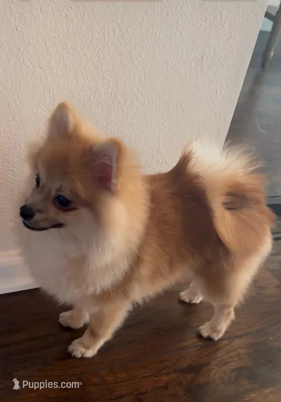 Coby  – Pomeranian puppy for sale in San Fernando, CA