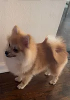 Coby , a male Pomeranian for sale in San Fernando, CA – 1 of 10