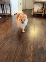 Coby , a male Pomeranian for sale in San Fernando, CA – 7 of 10
