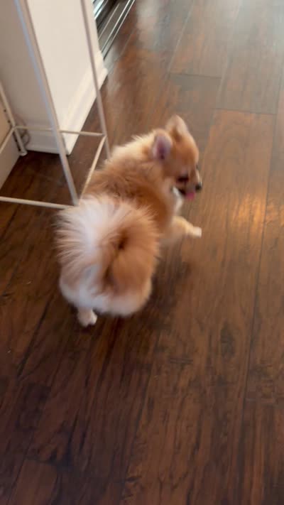 Coby , a male Pomeranian for sale in San Fernando, CA – 6 of 10