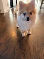 Coby , a male Pomeranian for sale in San Fernando, CA – 5 of 10