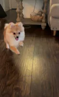 Coby , a male Pomeranian for sale in San Fernando, CA – 2 of 10