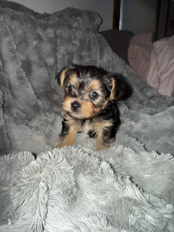Coco – Yorkshire Terrier puppy for sale in South Saint Paul, MN