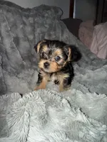 Coco, a female Yorkshire Terrier for sale in South Saint Paul, MN – 1 of 1
