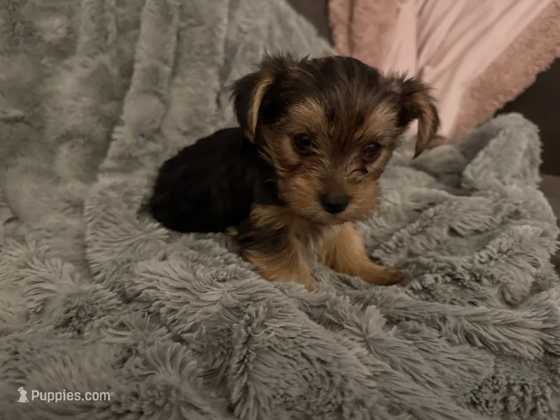 Bear – Yorkshire Terrier puppy for sale in South Saint Paul, MN