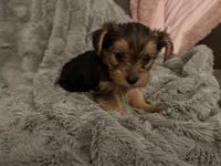 Bear, a male Yorkshire Terrier for sale in South Saint Paul, MN – 1 of 1