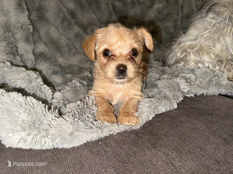 Princess – Yorkshire Terrier puppy for sale in South Saint Paul, MN