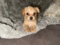 Princess, a female Yorkshire Terrier for sale in South Saint Paul, MN – 1 of 1