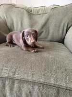 Puppy G, a female Dachshund for sale in Stockton, CA – Photo 4 of 4