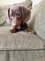 Puppy G, a female Dachshund for sale in Stockton, CA – Photo 2 of 4