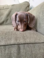 Puppy G, a female Dachshund for sale in Stockton, CA – Photo 3 of 4