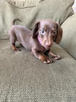 Puppy G, a female Dachshund for sale in Stockton, CA – Photo 1 of 4
