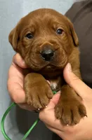 Green, a male Labrador Retriever for sale in Columbia City, IN – 1 of 6