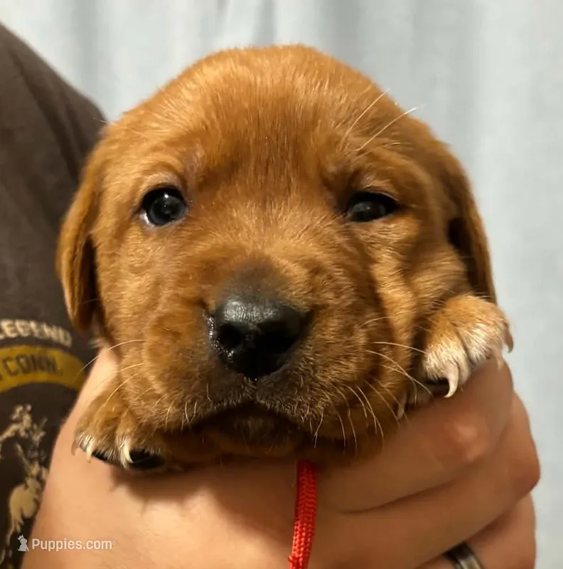 Red – Labrador Retriever puppy for sale in Columbia City, IN