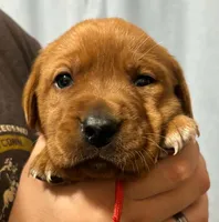 Red, a male Labrador Retriever for sale in Columbia City, IN – 1 of 6