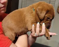 Green, a male Labrador Retriever for sale in Columbia City, IN – 4 of 6