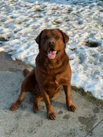 Spring lavender , a female Labrador Retriever for sale in Columbia City, IN – Photo 6 of 6